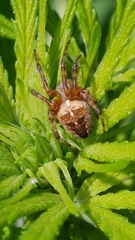 Araneus diadematus