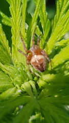 Araneus diadematus
