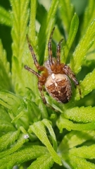 Araneus diadematus