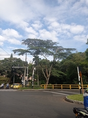 Pseudosamanea carbonaria