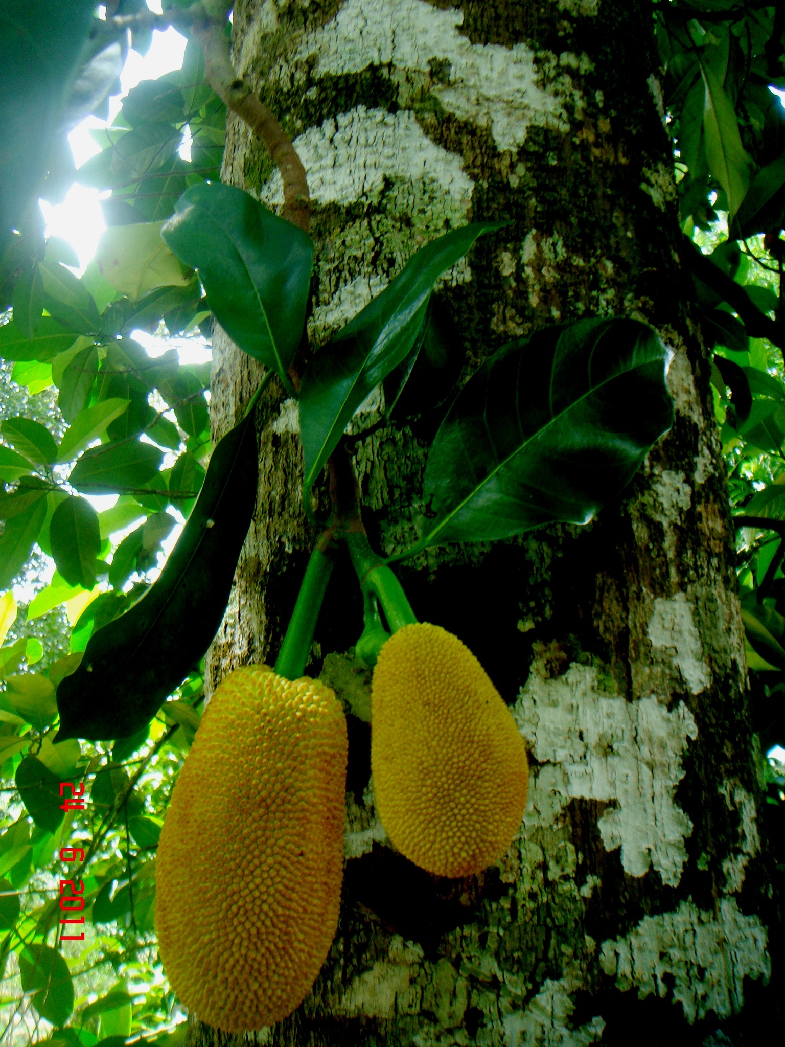 Artocarpus integer