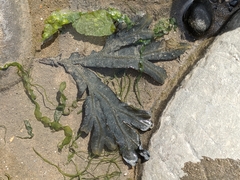 Fucus serratus
