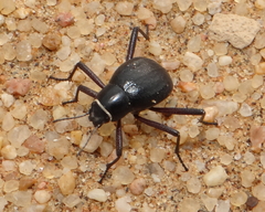 Onymacris