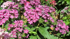 Pentas lanceolata