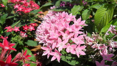 Pentas lanceolata