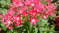 Pentas lanceolata