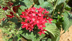 Pentas lanceolata