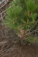 Thaumetopoea pinivora