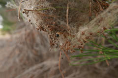 Thaumetopoea pinivora