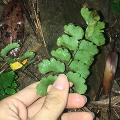 Adiantum menglianense