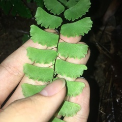 Adiantum menglianense