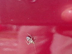 Phytocoris longipennis