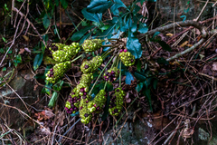 Cussonia sphaerocephala