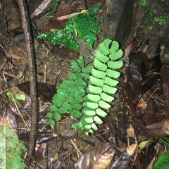 Adiantum menglianense
