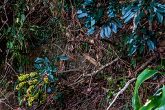 Cussonia sphaerocephala