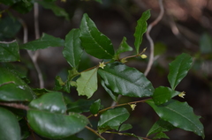 Rhamnus diffusa