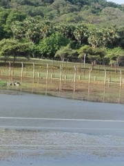 Dendrocygna javanica