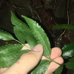 Bolbitis scalpturata