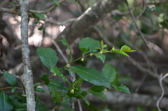 Rhamnus diffusa
