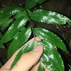 Bolbitis scalpturata