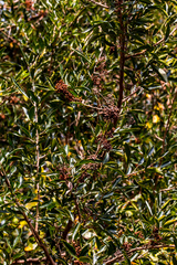 Searsia gueinzii