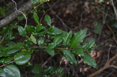 Rhamnus diffusa