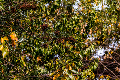 Searsia gueinzii
