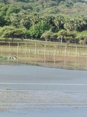 Dendrocygna javanica