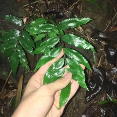 Bolbitis scalpturata