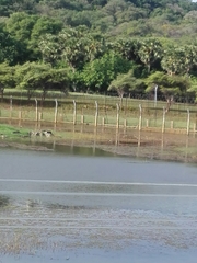 Dendrocygna javanica