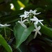 Kopsia arborea - Photo (c) Tatters ❀, some rights reserved (CC BY)
