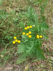Tanacetum vulgare