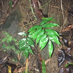 Bolbitis scalpturata