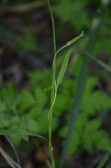 Diplolepis pachyphylla