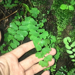 Adiantum menglianense