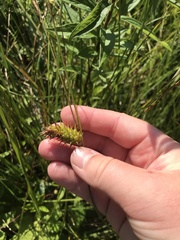 Carex bullata