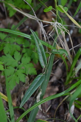 Diplolepis pachyphylla