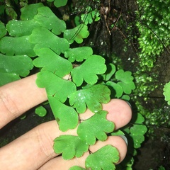 Adiantum menglianense