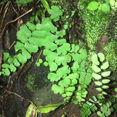 Adiantum menglianense