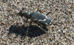 Cicindela bellissima