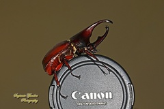 Xylotrupes gideon gideon