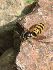 Dolichovespula media