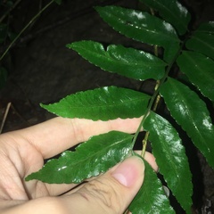 Bolbitis scalpturata