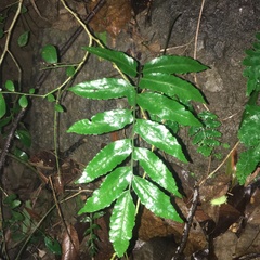 Bolbitis scalpturata