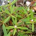 Oldenlandia corymbosa corymbosa - Photo (c) Jason Hollinger, alguns direitos reservados (CC BY)