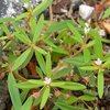 Oldenlandia corymbosa corymbosa - Photo (c) Jason Hollinger, some rights reserved (CC BY)