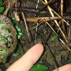 Bolbitis scalpturata