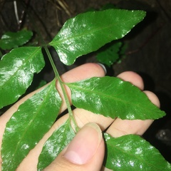 Bolbitis scalpturata