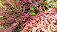 Portulaca umbraticola