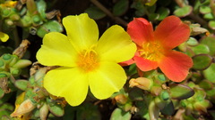 Portulaca umbraticola
